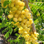 Star Gooseberry Plants Live 1 to 1.5 Feet Tall in 1 Gallon Pot, Gooseberry Bush Live Plants, Perennial Fruit Plant for Outdoor Growing
