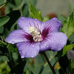 Althea Rose of Sharon Plant Live 6 to 13 Inch Tall, Hibiscus Syriacus Flowers, Come in Pot (Purple Rose of Sharon)