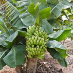 Yellow Banana Plant Tree Live, Cold Hardy 4-7" in Tall, No Pot, Outdoor Spring Planting, Rare and Sweet Banana Plants