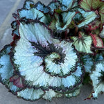 2 Begonia Live Plants Outdoor, Angel Wing Begonia Maculata Plants Live, 5-9" Tall, Ornamental Foliage Houseplant for Home or Office (Silver Green)