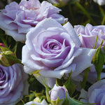 Roses Live Plant, Climbing Rose Plant Live from 5'' Tall, Bush Shrub Plants, Fragrant Flower Garden (Lavender)