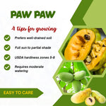Pawpaw Live Plant, Home Garden Fruit Tree, 8-12 Inch Tall