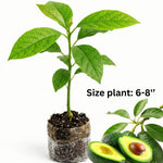 Avocado Tree Plant Live, Sweet Fruit Plant, 6 Inch Tall