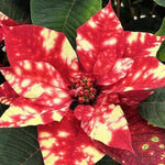 2 Multi Varieties Poinsettia Plants Live, Polka Dot Red Poinsettia Flowers for Holiday Christmas Gift, Decoration Houseplant 5-10" in Tall, No Pot