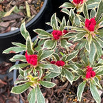 2 Sliver Azalea Plants Live Tree, Blooming Rhododendron Bushes, 5-10 Inc Tall, No Pot, for Indoor Outdoor Planting, Variegated Azalea