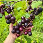 2 Rare Grape Vines Live Plants, Sweet Starter Grapevine from 5 to 8 Inches in Tall, Easy to Grow Indoor Outdoor, No Pot (Black Muscadine)