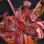 Set 3 Venus Fly Traps Live Plant, Starter Plants Ready for Outdoor Terrarium Garden, Red Color