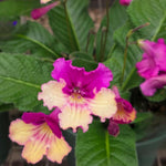 Yellow Pink Streptocarpus Lady Slipper Plants in 3.25 Inch Pot, Live Flowering Houseplant for Patio, Containers and Indoor Gardening