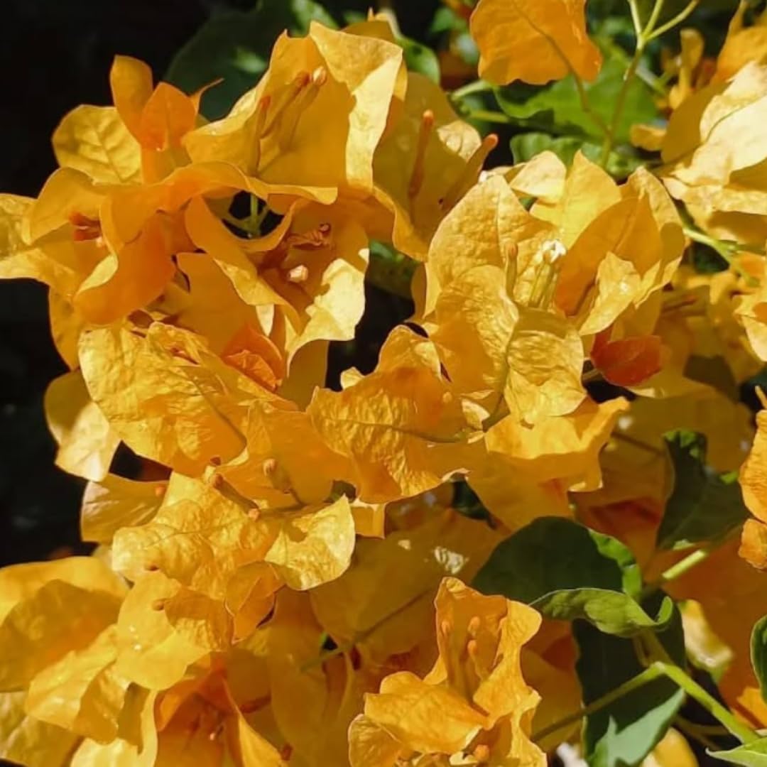 2 Bougainvillea Plants Live, Vibrant Bougainvillea Flower Vine for Garden Perennial Ornament from 4-9 Inc (Yellow)