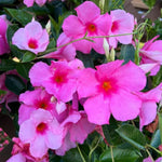 3 Pink Mandevilla Plants Live, Mandevilla Flower Plant, Mandevilla Live Plants, 5 Inc to 6 Inc Tall, Mandevilla Well Rooted for Garden
