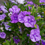 Set 2 Yesterday, Today, Tomorrow Plants, Brunfelsia Live Plants in Pot with Color-Changing Flowers, Indoor Outdoor Garden Shrub, Purple to White Blooming