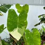 Colocasia Elephant Ears Live Plant, Alocasia Plant, Esculenta Taro Live Houseplant, 5-7 Inc Tall (Bicolor)
