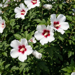 Red White Rose of Sharon Plant Live, Flowering Althea Plant, 6-12 Inch Tall