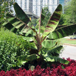 Banana Plant Live, Ornamental Zebrina Banana Tree Live Plant, Hardy Banana Fruit Seedling 4 to 8 Inch Tall, Indoor Outdoor