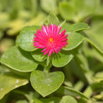 Delosperma Ice Plant Live in 4'' Pot, Hardy, Low-Maintenance Flowering Succulent Groundcover for Outdoor Gardens and Containers (Red Ice Plant)