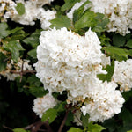 Old Snowball Viburnum Bushes Live Plant, Hardy White Viburnum Blooming Shrub 4 Inch Pot for Planting Outdoor