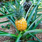 3 Gold Pineapple Plants Live for Growing 5 to 8 Inch Height, Sweet Pineapple Fruit Tree Live Plant Home Garden