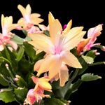 Christmas Cactus Plants Live, Flowering Thanksgiving Cactus with Vibrant Blooms, 4-7'' Tall, Easy-Care Indoor Houseplant (Yellow Blooms)