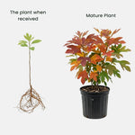 Sassafras Tree Seedling Live Plant Bare Root 1-2ft Tall