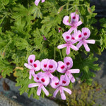 2 Mix Scented Geranium Plants Live 4–7 Inches Tall, Fragrant Flowering Geranium Herb Plant, Indoor Outdoor Container Plant for Garden