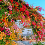 2 Mix Bougainvillea Plants Live, Flowering Bougainvillea Vine 4-8 Inc Height, Climbing Plant for Outdoor Garden and Trellis