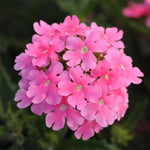 Pack 6 Pink Perennial Verbena Plants, Pink Verbena Live Plants, Verbena Flower Trailing Plants Live for Planting, Pink Verbena Plants in Zones 7 to 11
