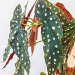 2 Begonia Live Plants Outdoor, Angel Wing Begonia Maculata Plants Live, 5-9" Tall, Ornamental Foliage Houseplant for Home or Office (Pink White Spot)