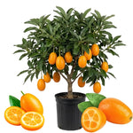 Sweet Meiwa Kumquat Tree Plant Live, 1-2 Years Old in 1 Gallon Pot, Fast-Growing Orange Citrus for Spring Planting Indoor Outdoor