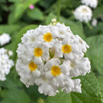 Live Lantana Plant, Perennial Lantana, Vibrant Flower Colors, 4 Inch Pot for Indoor or Outdoor Planting (White Flowers)