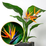 2 Orange Bird of Paradise Live Plants, Strelitzia Reginae Well-Rooted Tropical Perennial Blooming, 5-9 Inches Houseplant Decor Indoor Outdoor, No Pot