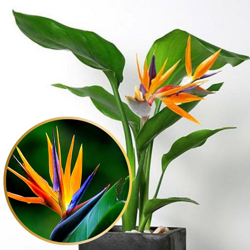 2 Orange Bird of Paradise Live Plants, Strelitzia Reginae Well-Rooted Tropical Perennial Blooming, 5-9 Inches Houseplant Decor Indoor Outdoor, No Pot