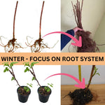Cold Hardy Raspberry Plants Live for Planting, 6-8 Months Old Raspberry Bushes Live Plant, 5-9" Ready to Plant, Dormant in Winter, Glencoe Variety