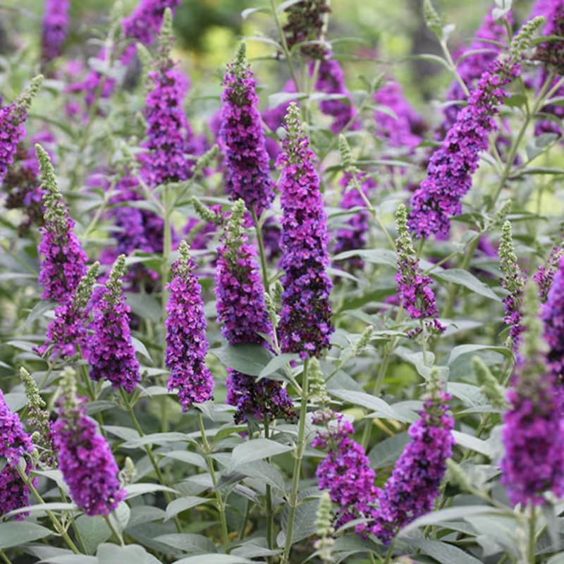 Pack 2 Butterfly Bushes Live Plant, Fragrant Buddleia Bush Shrub, 4 to 9 Inch Tall (Dark Purple Blooms)