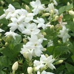 2 Arabian Jasmine Plant Live, Jasmine Flower Plants Fragrant Perennial Vine Garden, 4-7'' Tall