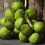 Sprouted Green Coconut Plant Tree, 6 to 8 Inc Long, Coconut Tree Live Plant