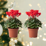 Set of 2 Cyclamen Plants Live, Hardy Cyclamen Plants, Vibrant Blooming Houseplant, 4 Inch Pot for Planting (Red)