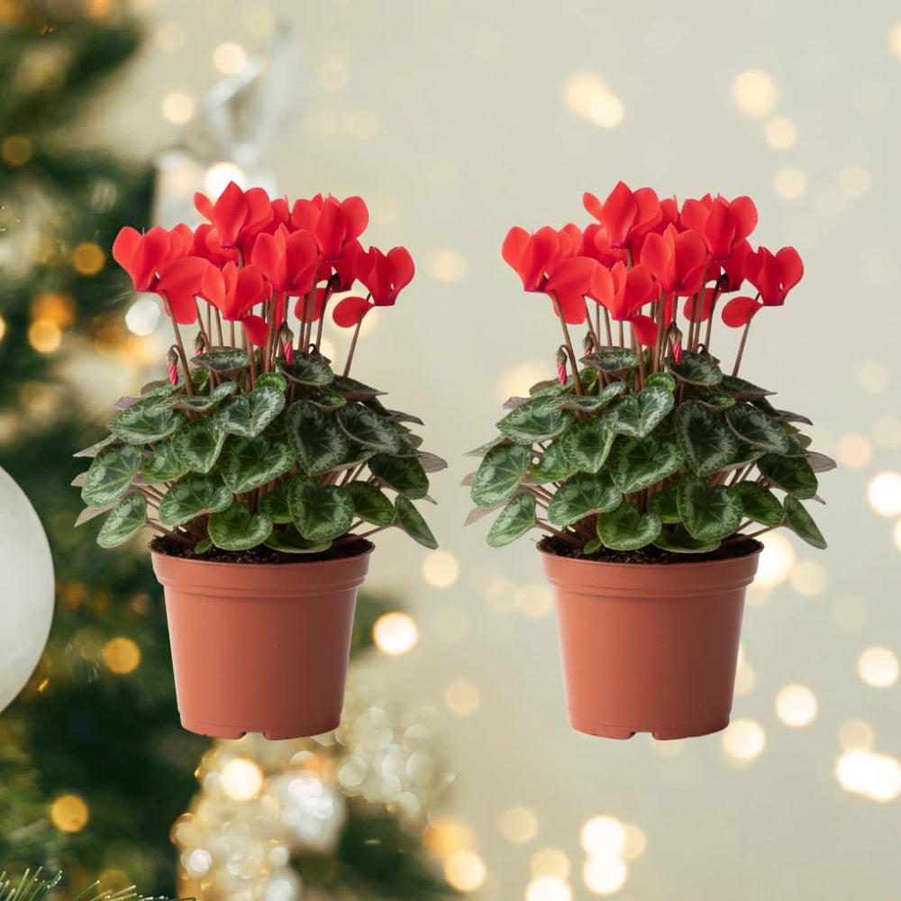 Set of 2 Cyclamen Plants Live, Hardy Cyclamen Plants, Vibrant Blooming Houseplant, 4 Inch Pot for Planting (Red)