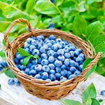 2 Biloxi Blueberry Bush Live Plant, Blueberry Plants Live for Planting 5 to 8 Inch Tall, Sweet Blueberries Fruit Seedlings