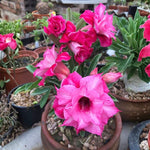 Pack 2 Desert Rose Plants Live, Hardy Adenium Obesum Succulent, Vibrant Blooms for Indoor and Outdoor 4-7 Inch (Pink)
