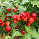 6 Red Carolina Reaper Pepper Plants Live, 80 Days Old Peppers for Growing, Hot Chili Trees for Planting, No Pot, 5 to 9 Inc Tall