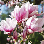 2 Magnolia Tree Cuttings, Hardy Fragrant Magnolia Flowering Tree, Well Rooted Cuttings 8–12 Inches for Outdoor Garden (Saucer Magnolia Cuttings)