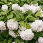 Old Snowball Viburnum Bushes Live Plant, Hardy White Viburnum Blooming Shrub 4 Inch Pot for Planting Outdoor