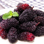 Set of 2 Illinois Everbearing Mulberry Trees Live Plants, Starter 4-6 Inches Tall, No Pot, Mulberry Bush Fruit for Outdoor Growing, Cold Hardy