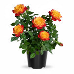 Rose Live Plant, Roses Flower Plant, Fragrant Flower for Planting, 4-6 Inches Tall, Bush Shrub Plants, Well Rooted, Ready to Grow (Orange Rose)