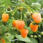 3 Raspberry Plants Live, Sweet Raspberry Bush Live Plants, Well-Rooted 5-8 Inch Height, Raspberry Shrub Outdoor, No Pot (Fall Gold Raspberry)