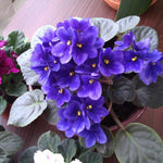 Blue African Violet Live Plant in 4” Pot, Blooming Indoor Houseplant, Easy Care Flowering Plant for Home or Office Décor