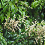 Live Longan Tree Plant, Sweet Longan Fruit Tree Starter for Home Garden, 5-8 Inch Tall