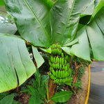Dwarf Cavendish Banana Plant Tree Live, Cold Hardy 4-7" in Tall, No Pot, Outdoor Spring Planting, Rare and Sweet Banana Plants