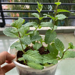 3 Mojito Mint Plants, Live Mint Plants, 3-5'' Tall, Herb for Outdoor and Indoor Planting