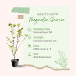 2 Magnolia Tree Cuttings, Hardy Fragrant Magnolia Flowering Tree, Well Rooted Cuttings 8–12 Inches for Outdoor Garden (Saucer Magnolia Cuttings)
